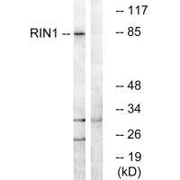 RIN1 Antibody