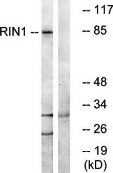 RIN1 Antibody