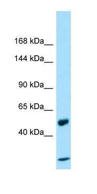 RIN2 antibody