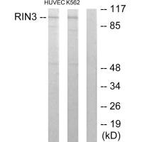 RIN3 antibody