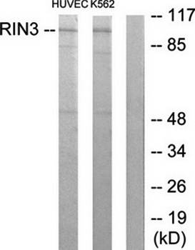 RIN3 Antibody