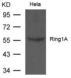Ring1A antibody
