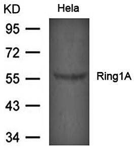 Ring1A Antibody