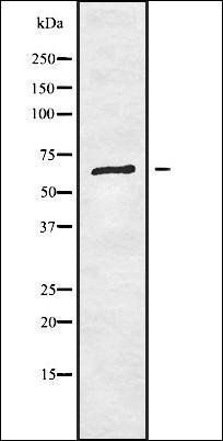 RIOK1 antibody