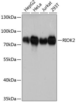 RIOK2 antibody