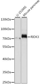 RIOK3 antibody