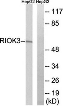 RIOK3 Antibody