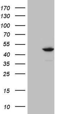 RIP3 Antibody