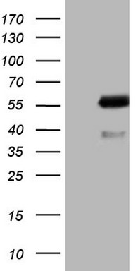 RIP3 Antibody