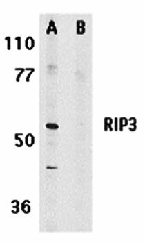 RIP3 Antibody