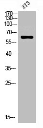 RIPK2 antibody