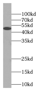RISC antibody