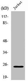 RIT1 Antibody