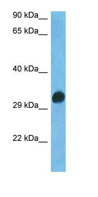 RITA1 antibody