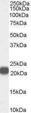 Goat anti-PEBP1 / RKIP (Internal) Antibody