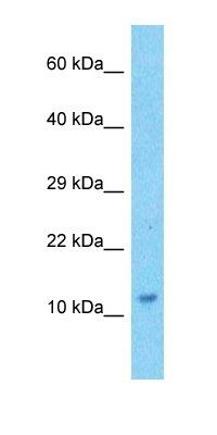 RL37A antibody