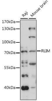 RLIM antibody