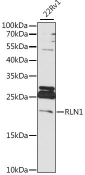 RLN1 antibody