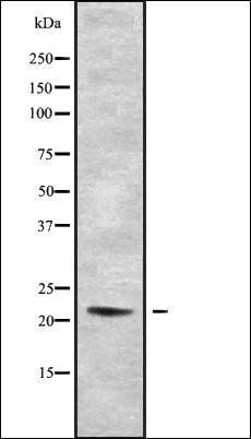 RLN2 antibody