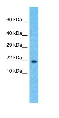 RLP24 antibody