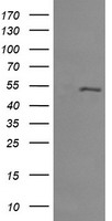 RMC1 antibody