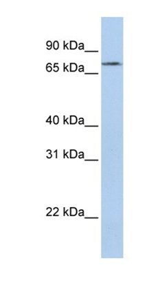 RMDN2 antibody