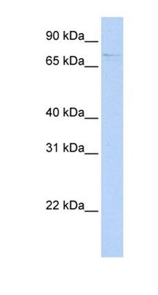 RMDN2 antibody
