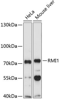 RMI1 antibody