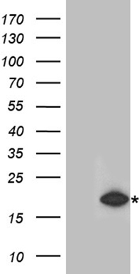 RMI2 antibody
