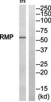 RMP antibody