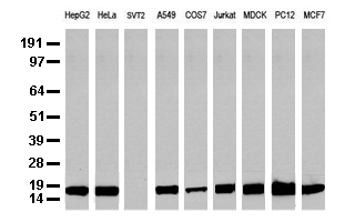 RNA5-8SN2 antibody