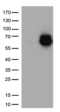 RNASE11 antibody