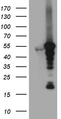 RNASE11 Antibody