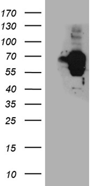 RNASE11 Antibody