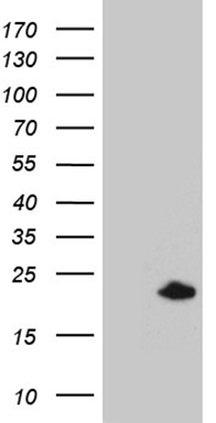 RNASE11 Antibody