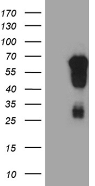 RNASE11 Antibody