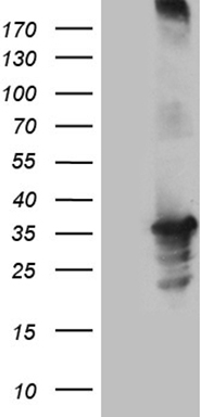 RNASE11 antibody