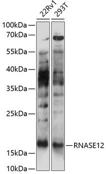 RNASE12 antibody