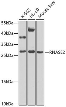 RNASE2 antibody