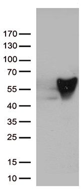 RNASE9 Antibody