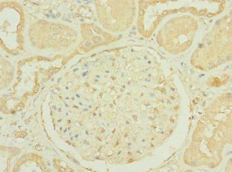 RNASE9 Antibody