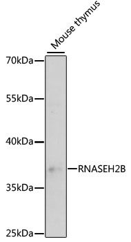 RNASEH2B antibody