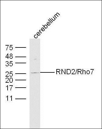 RND2 antibody