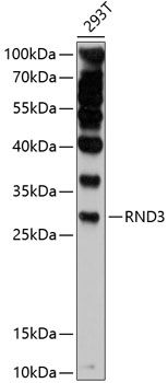 RND3 antibody