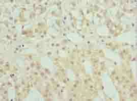 RNF10 Antibody