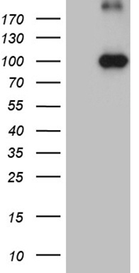 RNF11 antibody