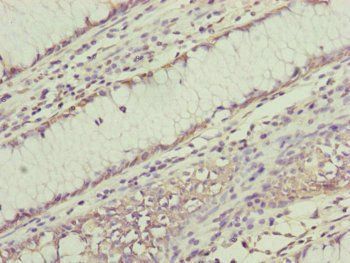 RNF11 Antibody