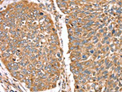 RNF11 Antibody