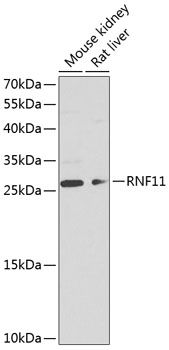 RNF11 antibody