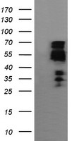 RNF113B antibody